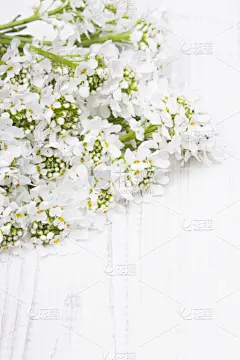 白色,木制,背景,垂直画幅,美,贺卡,边框,古典式,纯净,夏天