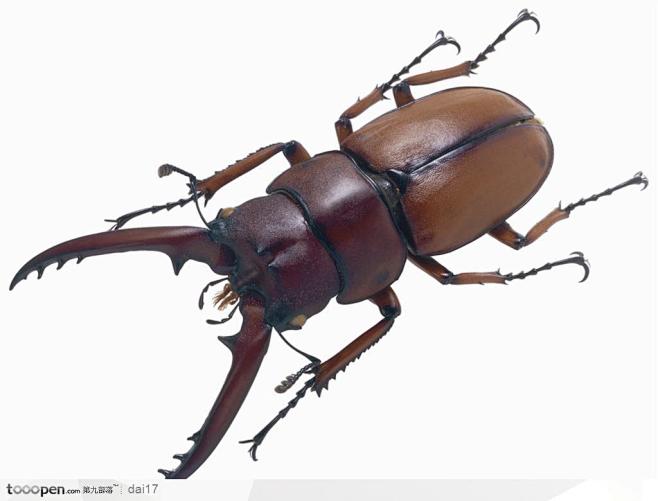 昆虫世界-褐色的甲虫