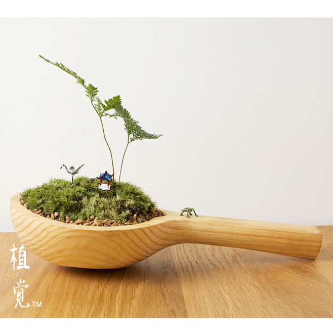 植觉 苔藓微景观绿植 【孤亭】 苔藓生态...