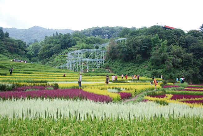 彩色稻田 (2)