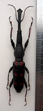 Curculionidae Beetle (Eutrachelus Temmincki Species, Male Beetle. Sumatra, Indonesia): 