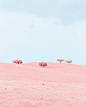 粉色花海 更多高品质优质采集-->>@大洋视觉

