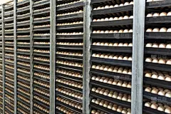 现代包装、搬运和运输到欧洲有机孵化蛋的孵化器，自动化水平高