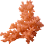 珊瑚 海底植物珊瑚图片珊瑚礁PNG模板