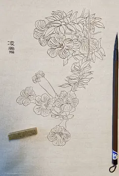 根苗着土干柔纖，依附青松度岁年-小刺猬