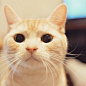 猫咪?