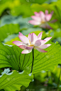 莲花
