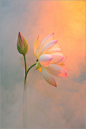 全部尺寸 | Lotus Flower Surreal Series - DD0A2600-3-1000-bz | Flickr - 相片分享！