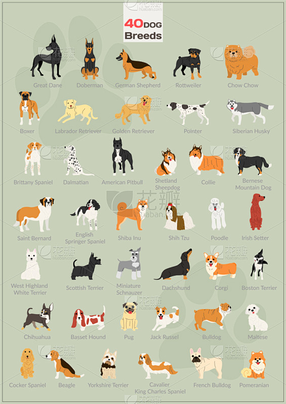 狗,动作,数字40,可爱的,纯种犬,梗犬,家庭,壁纸,小的,布置素材-花瓣网