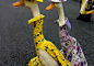 新西兰农产品嘉年华上的三只鹅，打扮成这样走来走去简直蠢哭~
这让我想起了一组对话：“这是我姑妈，梅小姐。”“干得好！维乐！”