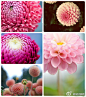 Dahlia，别名：大理花、天竺牡丹、东洋菊、西番莲。其品种以超过三万个，是世界花卉品种最多的物种之一。多年生草木，原产墨西哥高原。墨西哥人把它视为大方富丽的象征，将它尊为国花。花色花形誉名繁多，品种有寿光，朝影，华紫，红簪等。颜色绚丽多彩十分诱人。花语：大吉大利。