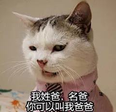 猫咪の表情包：你的小可爱突然出现~