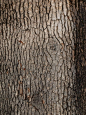 Tree Bark Texture