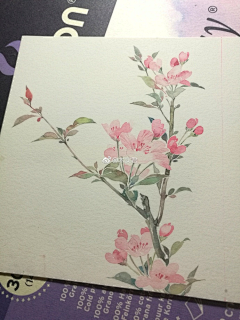 红枣不漂亮采集到◣水彩❤临摹练习❤◢