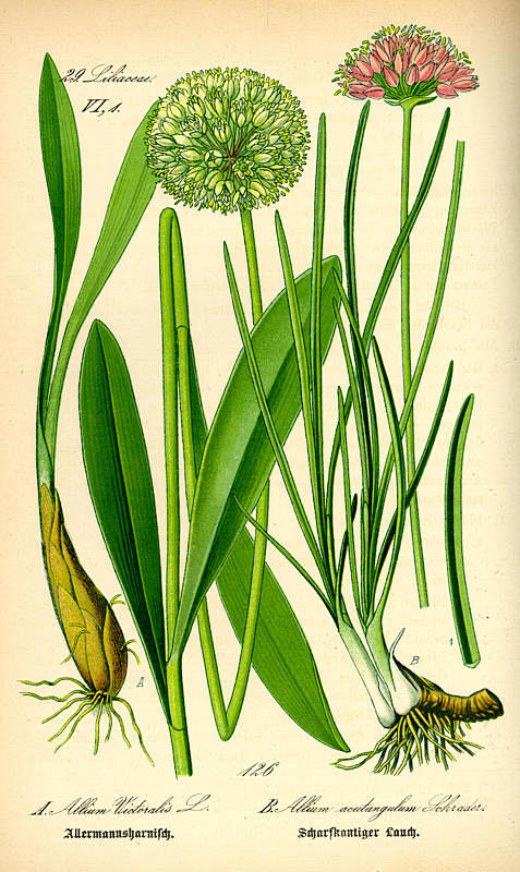 Allium victoralis #采...