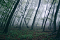 forest-trees-northwestisbest-exploress
