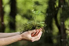 在树木的手中，植物生长幼苗。散景绿背景女性双手捧树，对自然田野草林的保护理念。
