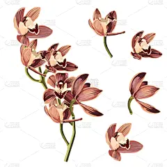 绘画插图,热带的花,白色背景,花束,兰花,贺卡,异国情调,花纹,婚礼,装饰