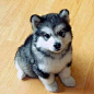 Mini Siberian Husky - aka Pomsky - OH My GoodNess!! I want!!!!!!!! :D