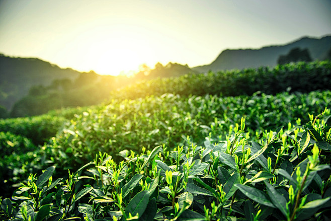 茶叶茶具种植园素材@两秒视觉