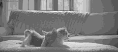爱萌猫采集到猫咪喵星人gif动画