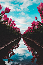 lsleofskye: “Woodburn Tulip Festival ”