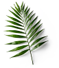 Palm Leaf