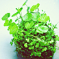 植物，微景观
https://unico1988.taobao.com 