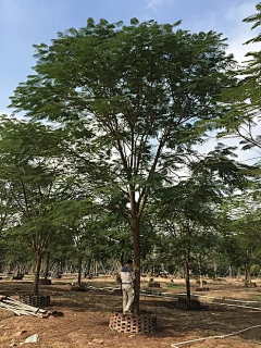 swheat麦子采集到植物