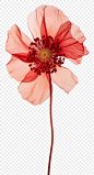 PNG Real pressed anemone flower blossom petal plant.