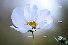 花 宇宙花 有羽毛的观赏花 全高清壁纸 4K壁纸1920X1080