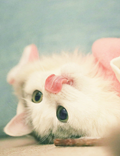 看不见下一秒采集到猫