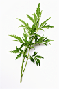 灸草艾蒿药用植物艾草图片摄影图