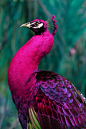 粉红色孔雀（特有东南亚）
