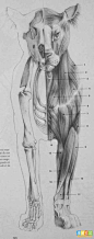 动物和人的结构图集_狂野生灵吧_百度贴吧#!/l/p1