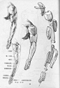 [转载]艺用人体结构运动学（第2部分）_老鬼_新浪博客