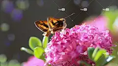 船长蝴蝶 花卉背景 蝴蝶 花朵 昆虫 翅膀 花壁纸 苦瓜