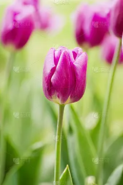 紫郁金香花