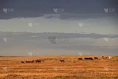 野马，快来，巴塔哥尼亚，智利