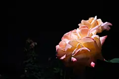 牡丹花高清摄影素材