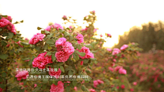 Chloe小姐采集到玫瑰类