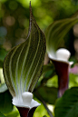 Jack-in-the-Pulpit. :) These were all over our forest floor in the spring back home. I love them.