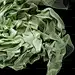 a close up of a bunch of green leaves