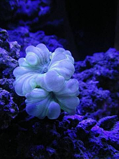凝月o采集到植物