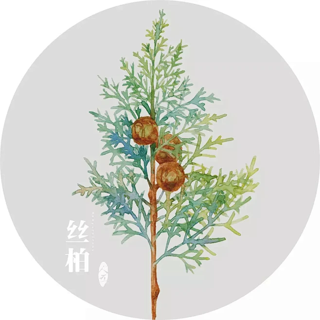 丝柏-花瓣网