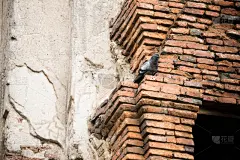 鸟类,砖,鸽子,褐色背景,褐色,式样,古董,野生动物,水平画幅,平视角