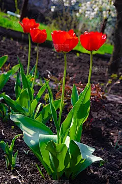 红色郁金香特写。开放和封闭的花蕾郁金香。明亮的郁金香花从四面八方。鲜花迎新春