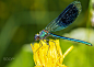 Красуня блискуча (Calopteryx splendens)