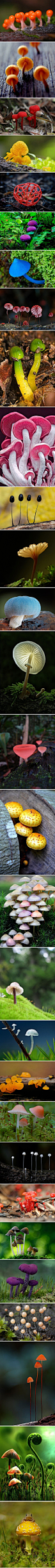 【爆萌】你真的认识蘑菇？ - 吃货研究所小组 - 果壳网 guokr.com