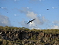 FRIGATEBIRD